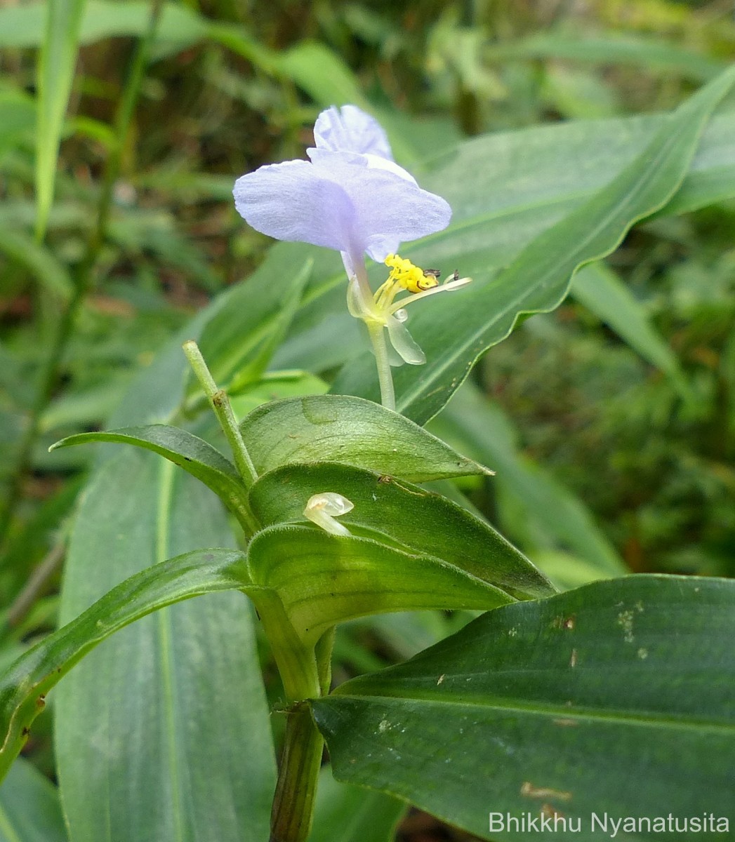 Commelina undulata R.Br.